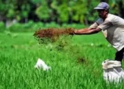 Kalender Tanam Petani Brebes untuk Optimalkan Musim Tanam