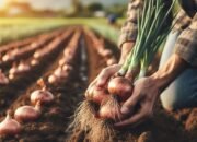 Rahasia Petani Andal! Begini Cara Menanam Bawang Merah yang Benar