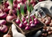 Pilihan Pupuk Terbaik untuk Bawang Merah: Organik, NPK, dan Cara Pemupukan yang Efektif