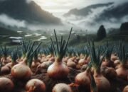 Terungkap! Ini Pengaruh Cuaca Terhadap Panen Bawang Merah yang Jarang Diketahui Petani