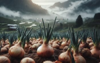 Terungkap! Ini Pengaruh Cuaca Terhadap Panen Bawang Merah yang Jarang Diketahui Petani