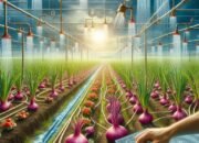 Pilihan Sistem Irigasi untuk Bawang Merah: Irigasi Tetes, Sprinkle, dan Pengaturan Jadwal Siram