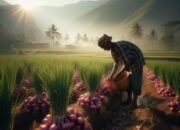 Cara Menentukan Masa Panen Bawang Merah Secara Tepat dan Menguntungkan