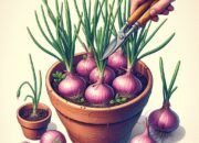 Panduan Praktis Menanam Bawang Merah di Pot: Media Tanam, Perawatan, dan Tips Panen Sukses