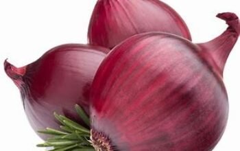 Panen Raya Bawang Merah NTT: Gebrakan Petani Lokal, Dukungan Pemerintah, dan Peluang Ekonomi Baru di Timur Indonesia