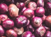 Pertumbuhan Produksi Bawang Merah Sumatera: Daerah Sentra, Inovasi Petani, dan Dukungan Pemerintah Daerah