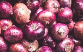 Pertumbuhan Produksi Bawang Merah Sumatera: Daerah Sentra, Inovasi Petani, dan Dukungan Pemerintah Daerah