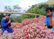 Rahasia Sukses Bawang Merah dari Enrekang: Kualitas Unggul, Budidaya Berkelanjutan, dan Peluang Pasar Luas