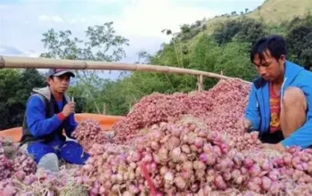 Rahasia Sukses Bawang Merah dari Enrekang: Kualitas Unggul, Budidaya Berkelanjutan, dan Peluang Pasar Luas