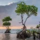 Panduan Lengkap Ekowisata Mangrove: Menyelami Keindahan dan Manfaat Hutan Mangrove bagi Wisata Alam dan Pelestarian Lingkungan
