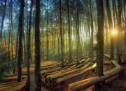 Menikmati Udara Sejuk dan Spot Foto Instagramable di Hutan Pinus Kalibaya, Destinasi Alam Hits di Brebes