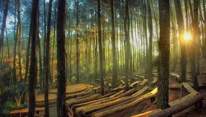 Menikmati Udara Sejuk dan Spot Foto Instagramable di Hutan Pinus Kalibaya, Destinasi Alam Hits di Brebes