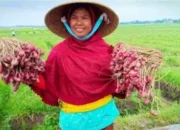 Mengenal Komoditas Unggulan Brebes yang Menggerakkan Ekonomi Daerah dan Menjadi Peluang Emas UMKM Lokal