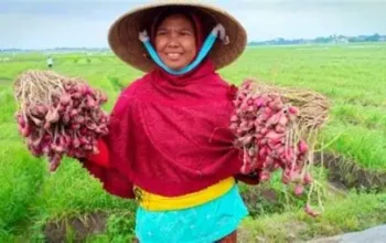 Mengenal Komoditas Unggulan Brebes yang Menggerakkan Ekonomi Daerah dan Menjadi Peluang Emas UMKM Lokal