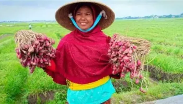 Mengenal Komoditas Unggulan Brebes yang Menggerakkan Ekonomi Daerah dan Menjadi Peluang Emas UMKM Lokal