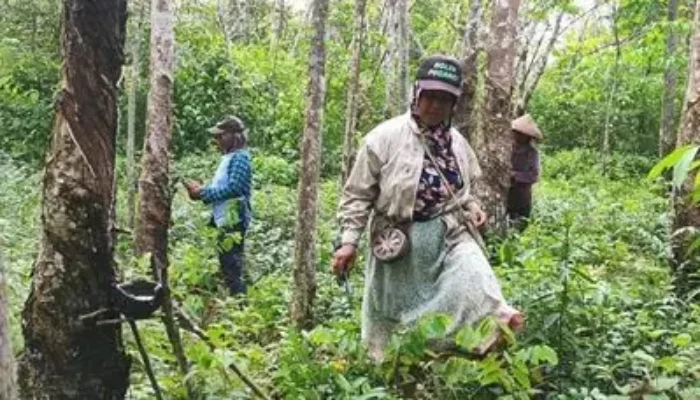 Peran LMDH dalam Meningkatkan Pengelolaan dan Pelestarian Hutan Rakyat Brebes demi Keberlanjutan Lingkungan dan Ekonomi Lokal