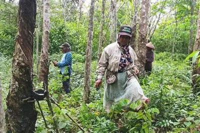 Peran LMDH dalam Meningkatkan Pengelolaan dan Pelestarian Hutan Rakyat Brebes demi Keberlanjutan Lingkungan dan Ekonomi Lokal
