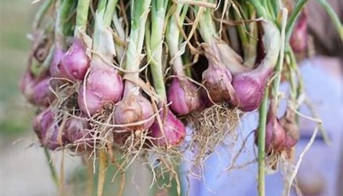 Keunggulan Bawang Merah Brebes: Kualitas Terbaik, Teknik Budidaya Modern, dan Peran Penting dalam Ekonomi Lokal Indonesia